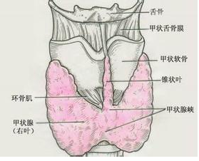 甲状腺结节